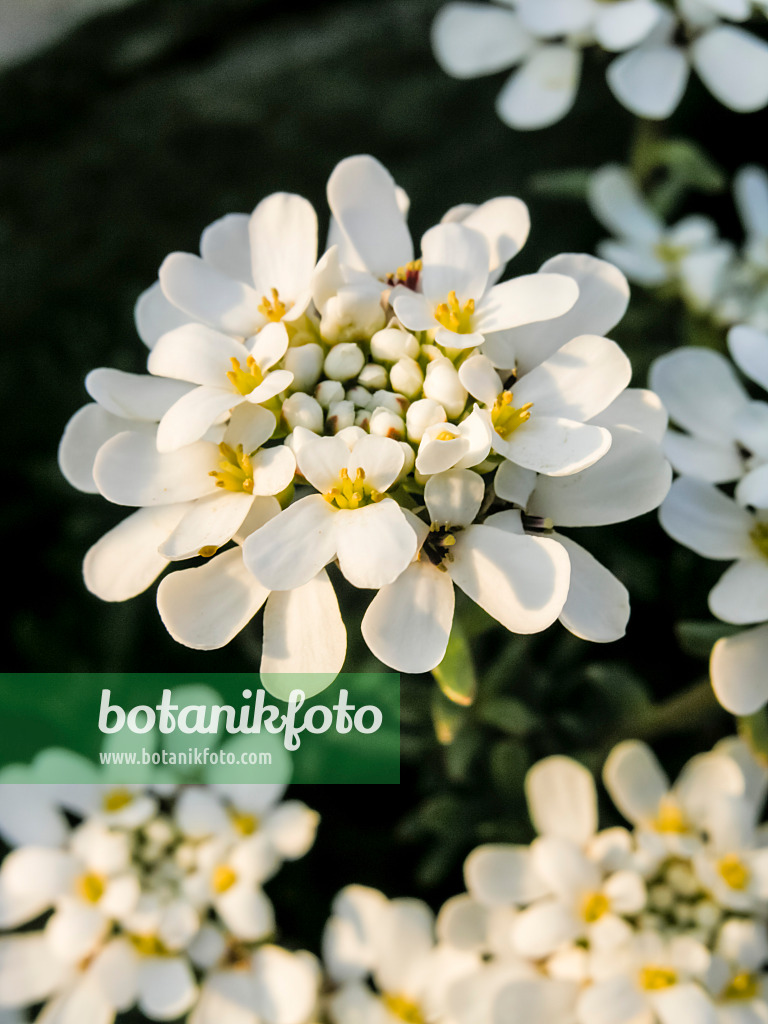 424147 - Evergreen candytuft (Iberis sempervirens)