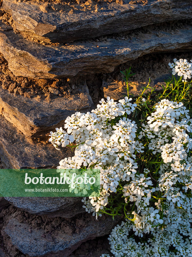 437157 - Evergreen candytuft (Iberis sempervirens)