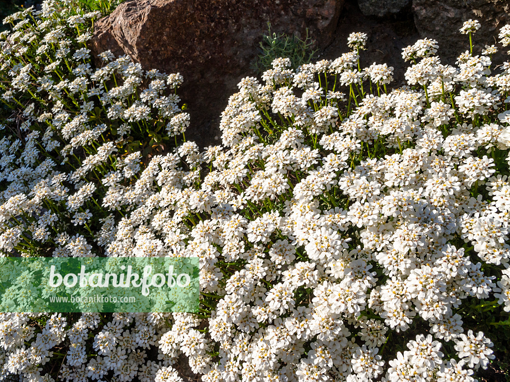 448029 - Evergreen candytuft (Iberis sempervirens)