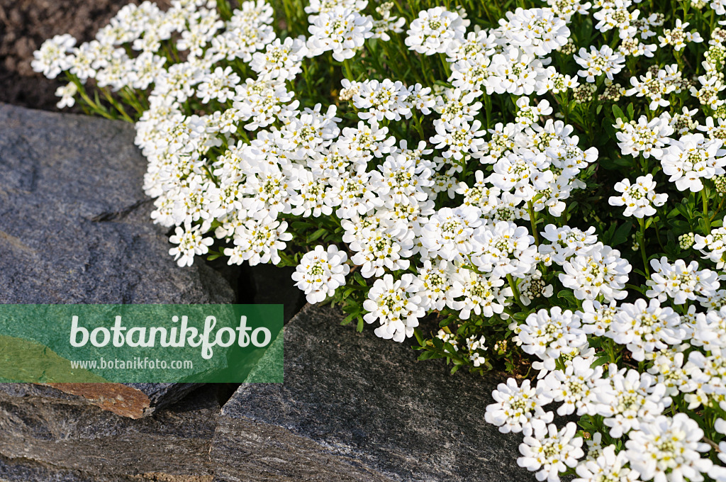 483342 - Evergreen candytuft (Iberis sempervirens)