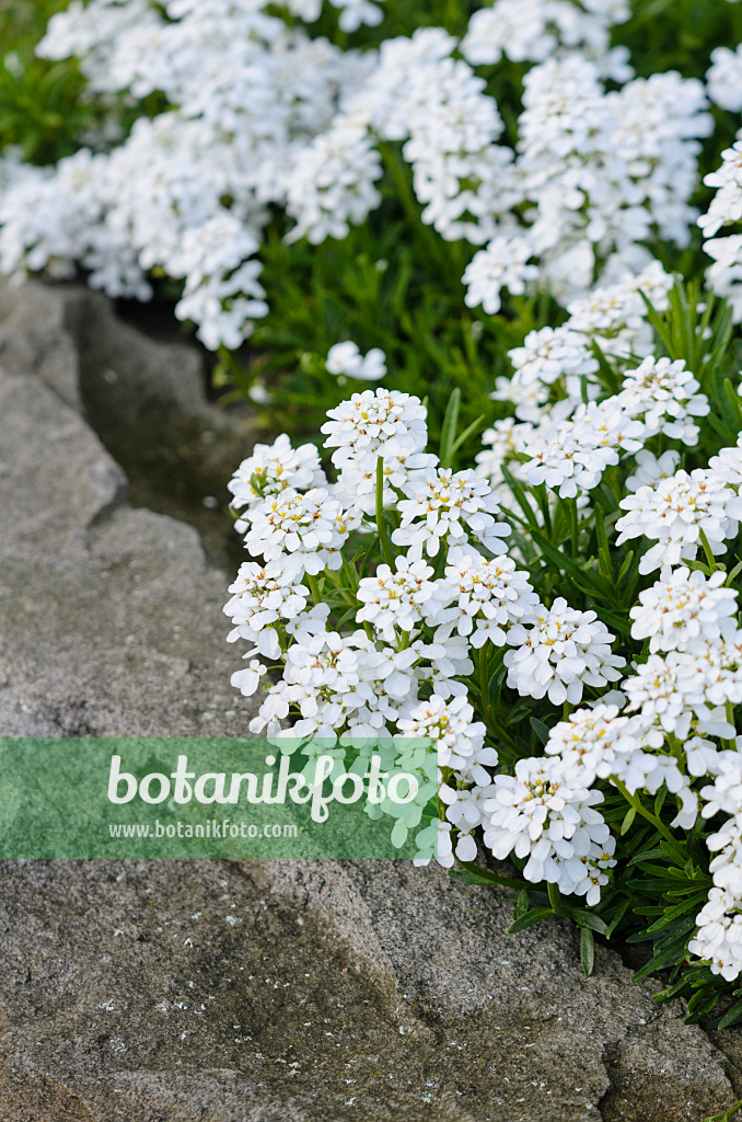 531107 - Evergreen candytuft (Iberis sempervirens)