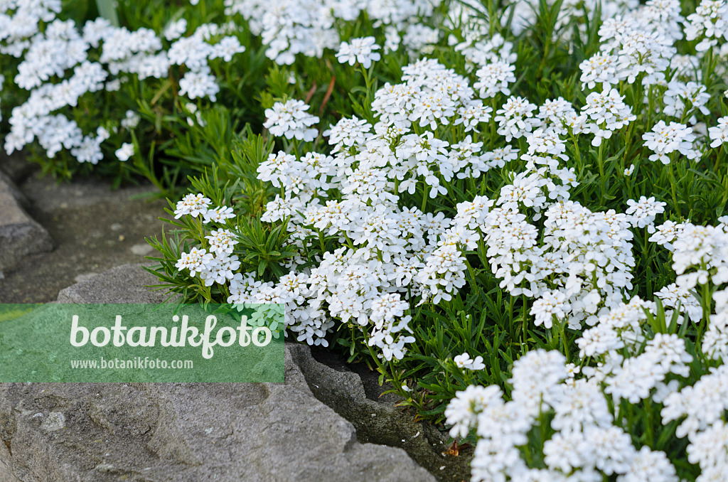 531108 - Evergreen candytuft (Iberis sempervirens)