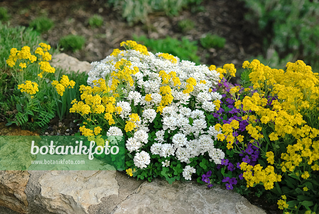 490083 - Evergreen candytuft (Iberis sempervirens), golden alyssum (Aurinia saxatilis syn. Alyssum saxatile) and violet (Viola)