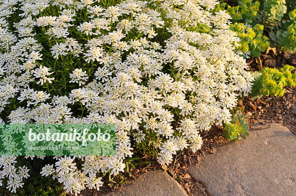 471334 - Evergreen candytuft (Iberis sempervirens 'Weisser Zwerg')