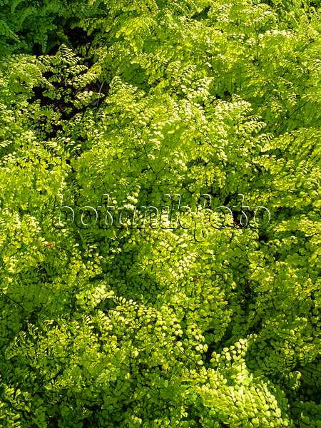 425039 - Evergreen maidenhair fern (Adiantum venustum)