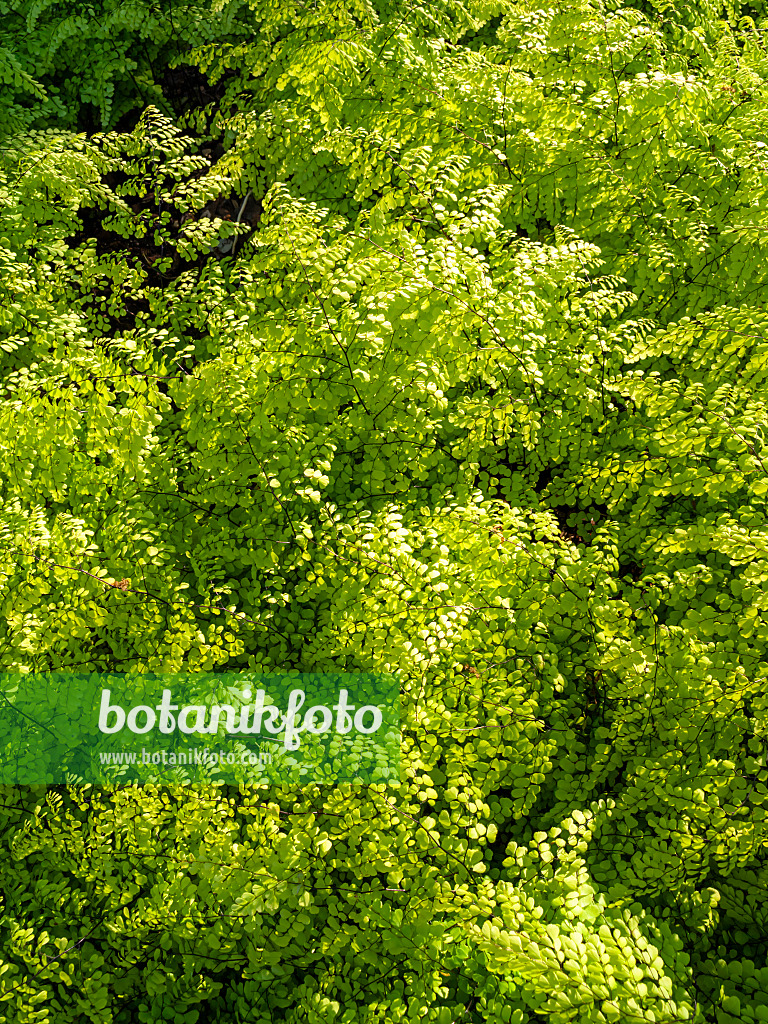 425039 - Evergreen maidenhair fern (Adiantum venustum)