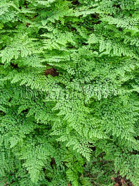 463030 - Evergreen maidenhair fern (Adiantum venustum)