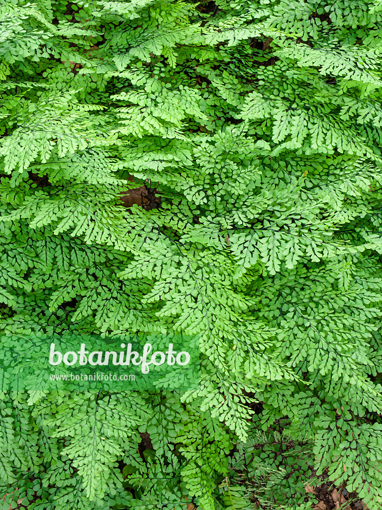 463030 - Evergreen maidenhair fern (Adiantum venustum)