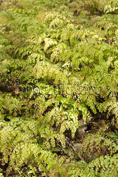 556095 - Evergreen maidenhair fern (Adiantum venustum)