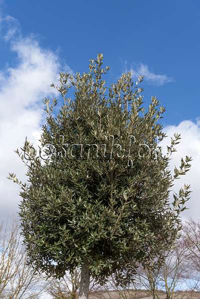 651458 - Evergreen oak (Quercus ilex)