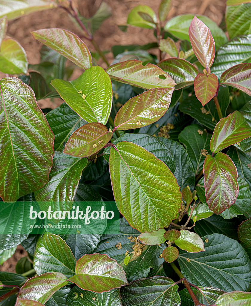 607220 - Evergreen viburnum (Viburnum Shiny Dancer)