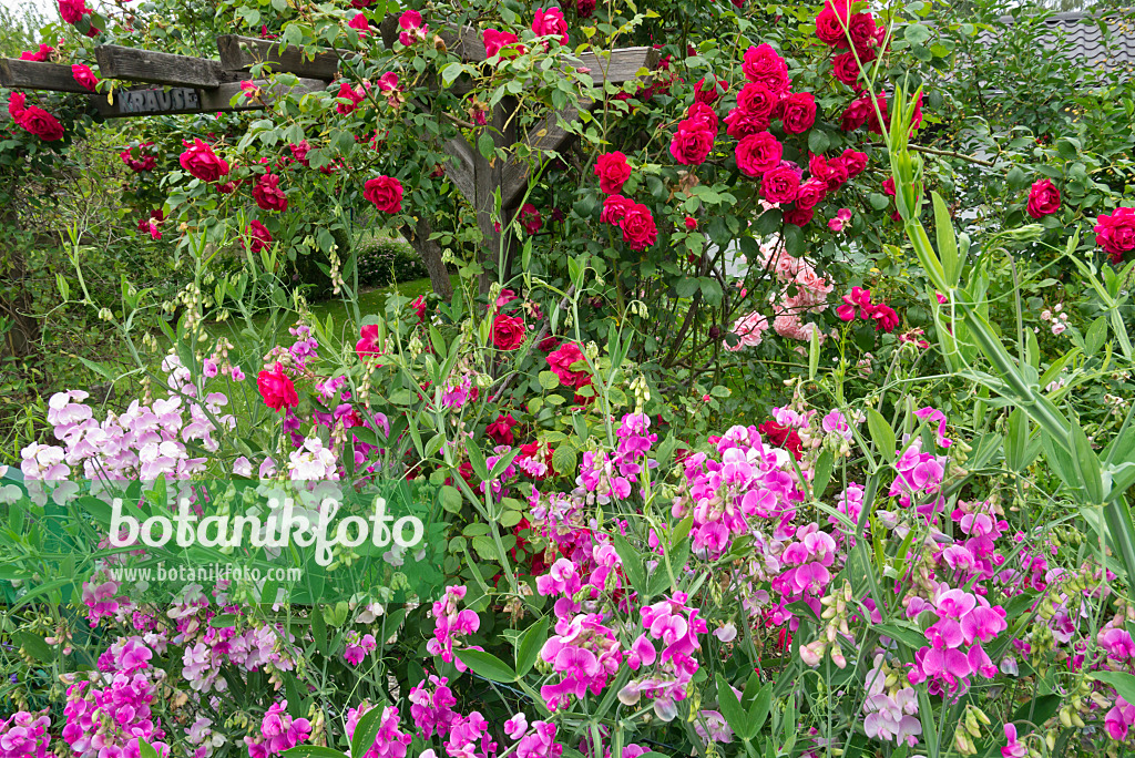 610019 - Everlasting pea (Lathyrus latifolius) and rose (Rosa)