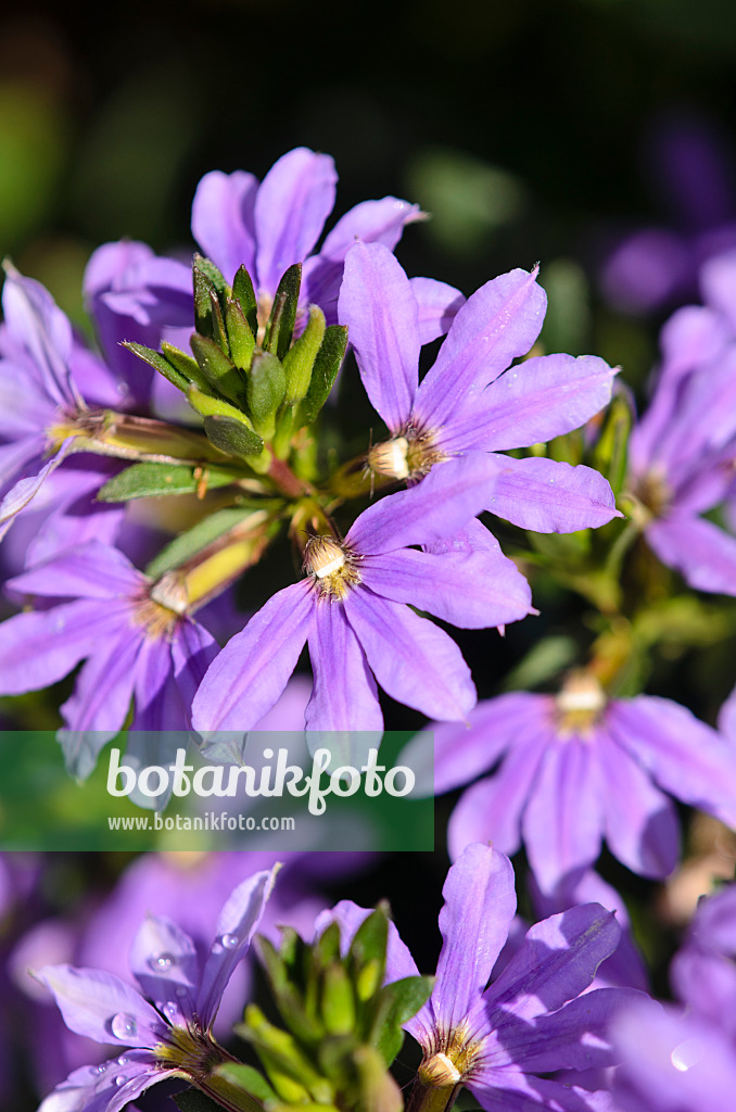 548031 - Fairy fan-flower (Scaevola aemula 'Saphira')