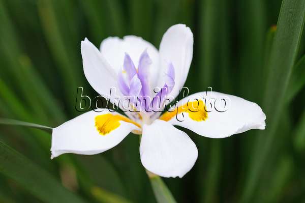 471066 - Fairy iris (Dietes grandiflora)