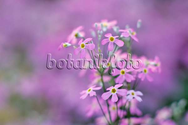 387012 - Fairy primrose (Primula malacoides)