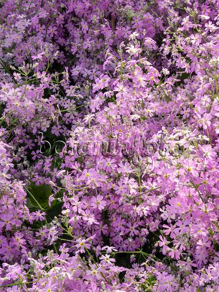 410014 - Fairy primrose (Primula malacoides)