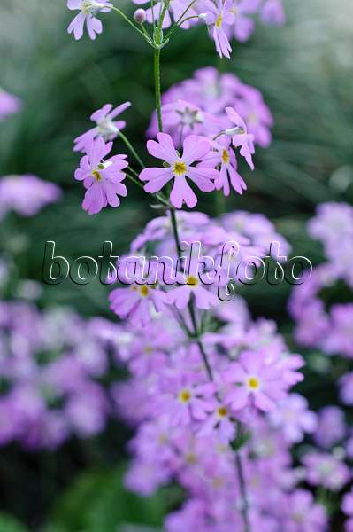 470025 - Fairy primrose (Primula malacoides)