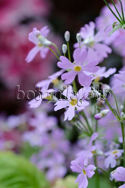 470026 - Fairy primrose (Primula malacoides)