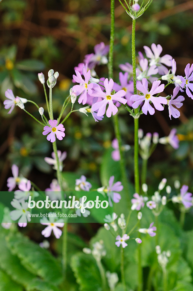 480011 - Fairy primrose (Primula malacoides)