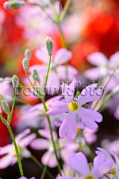 481052 - Fairy primrose (Primula malacoides)