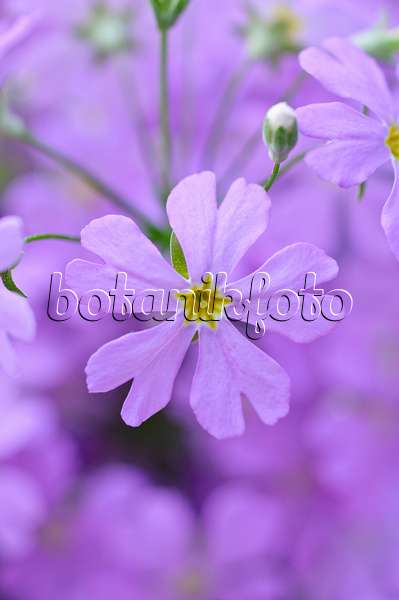 482027 - Fairy primrose (Primula malacoides)