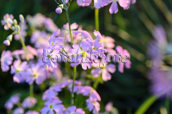 493007 - Fairy primrose (Primula malacoides)
