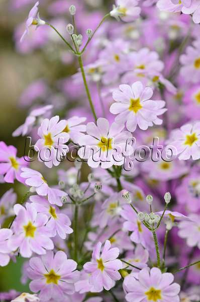 531161 - Fairy primrose (Primula malacoides 'Lavender Shades')