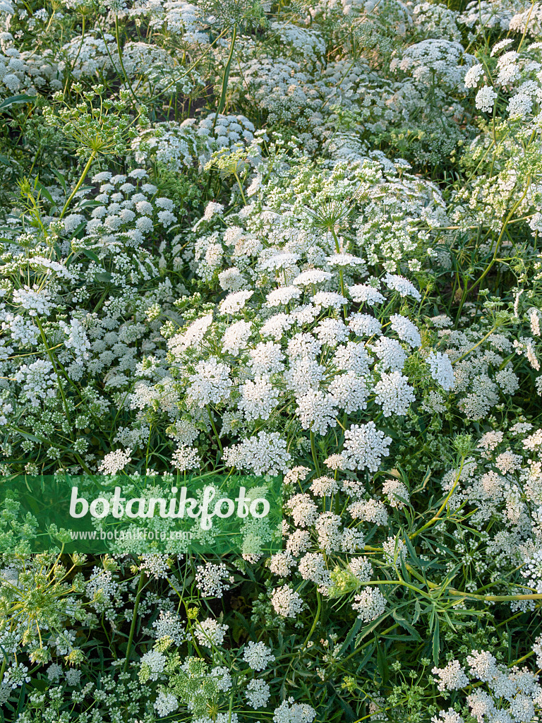 403078 - False bishop's weed (Ammi majus)