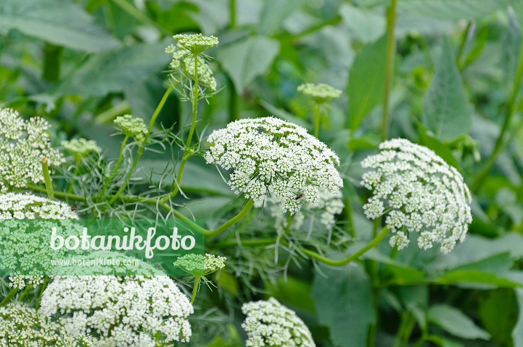 487219 - False bishop's weed (Ammi majus 'Queen of Africa')