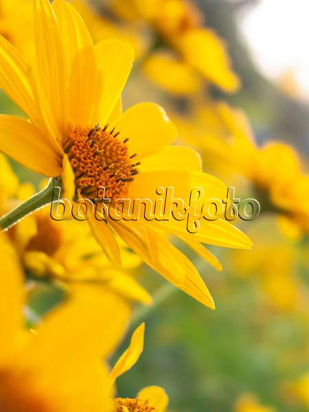 415035 - False sunflower (Heliopsis helianthoides)