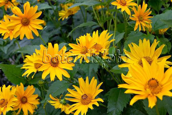 452156 - False sunflower (Heliopsis helianthoides)