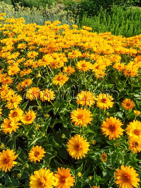 462050 - False sunflower (Heliopsis helianthoides)