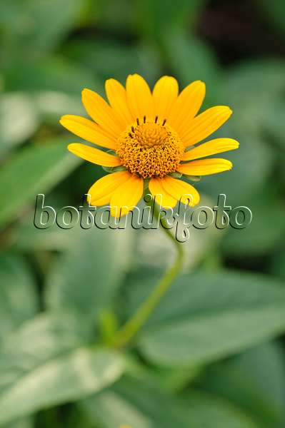 488011 - False sunflower (Heliopsis helianthoides)