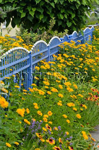 534186 - False sunflower (Heliopsis helianthoides) at a blue garden fence