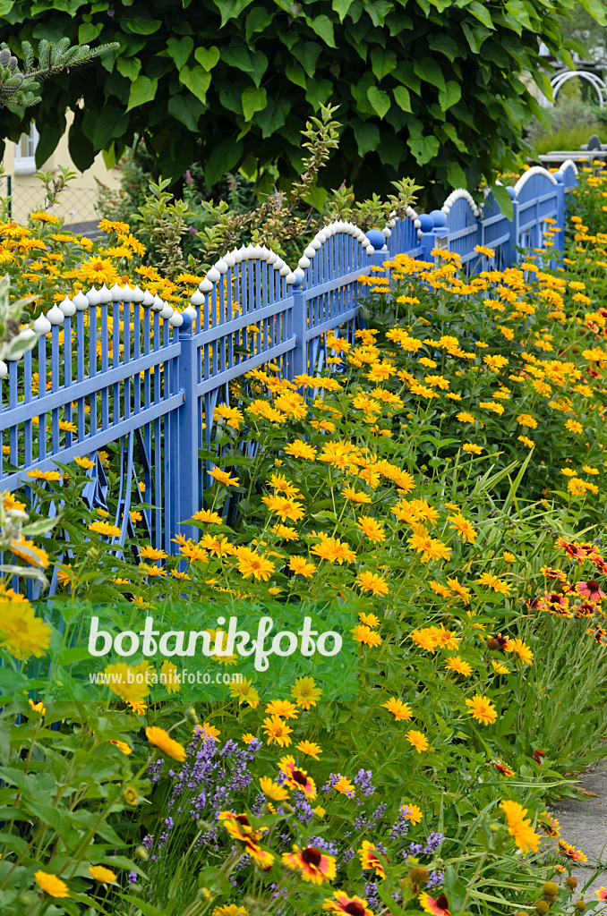 534186 - False sunflower (Heliopsis helianthoides) at a blue garden fence