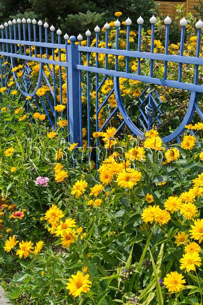 546039 - False sunflower (Heliopsis helianthoides) at a blue garden fence