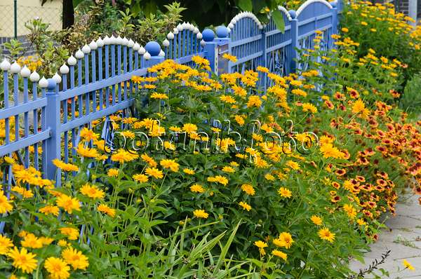 534185 - False sunflower (Heliopsis helianthoides) and great blanket flower (Gaillardia aristata) at a blue garden fence