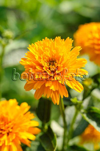 475118 - False sunflower (Heliopsis helianthoides var. scabra 'Asahi')
