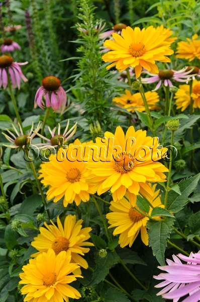 498087 - False sunflower (Heliopsis helianthoides var. scabra 'Venus') and purple cone flower (Echinacea purpurea 'Magnus')