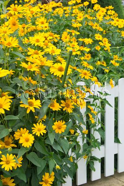 546056 - False sunflower (Heliopsis helianthoides var. scabra)