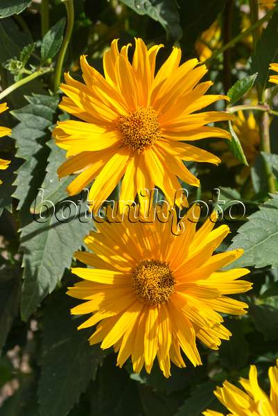 559149 - False sunflower (Heliopsis helianthoides var. scabra 'Hohlspiegel')