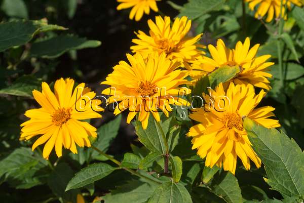 559150 - False sunflower (Heliopsis helianthoides var. scabra 'Goldgefieder')