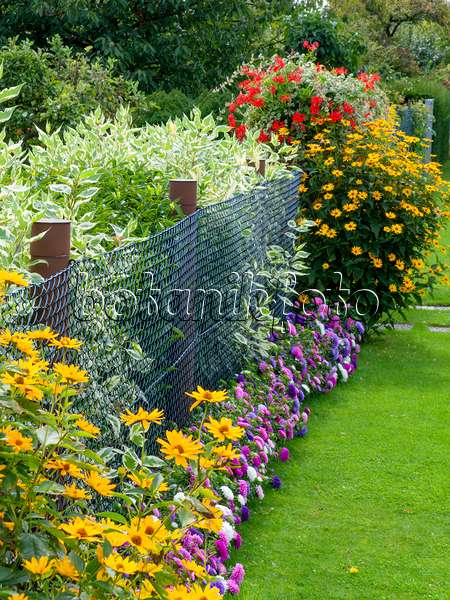 476168 - False sunflowers (Heliopsis helianthoides) and China asters (Callistephus) at a garden fence