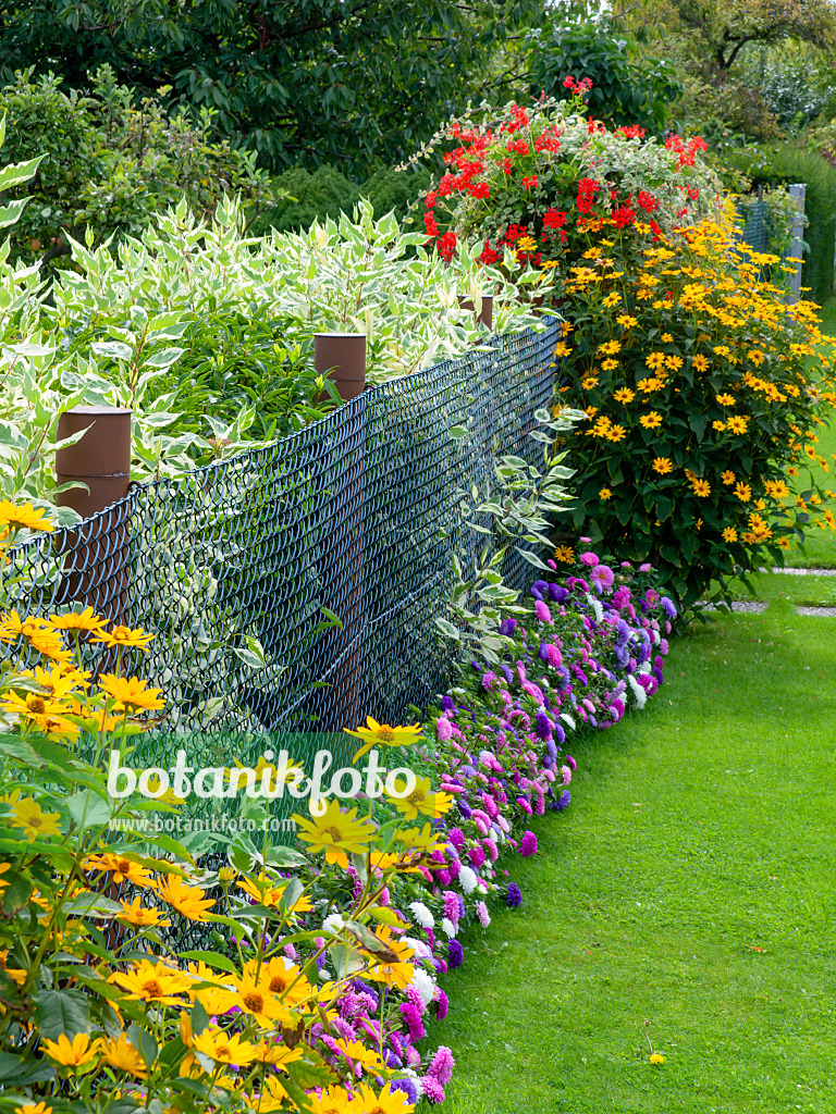 476168 - False sunflowers (Heliopsis helianthoides) and China asters (Callistephus) at a garden fence