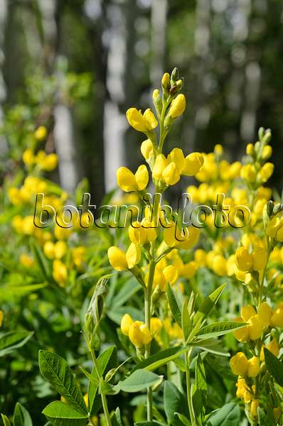508338 - Faux lupin (Thermopsis montana)