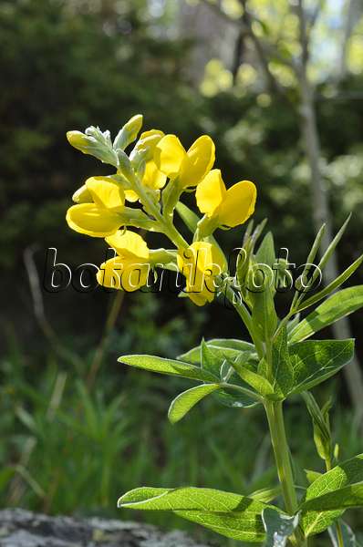 508358 - Faux lupin (Thermopsis montana)