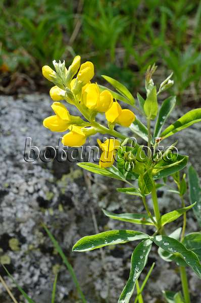 508359 - Faux lupin (Thermopsis montana)