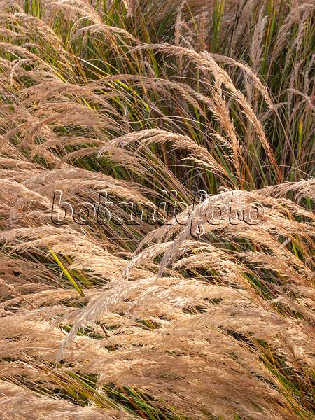 406004 - Feather grass (Stipa calamagrostis syn. Achnatherum calamagrostis)