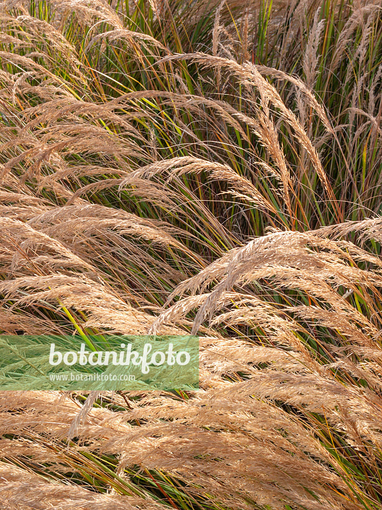 406004 - Feather grass (Stipa calamagrostis syn. Achnatherum calamagrostis)