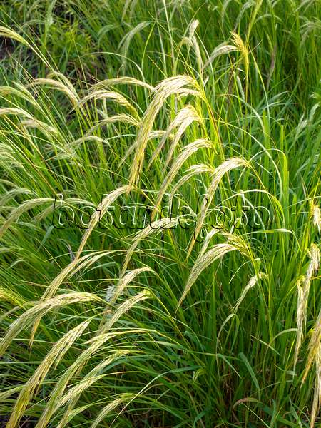 461083 - Feather grass (Stipa calamagrostis syn. Achnatherum calamagrostis)